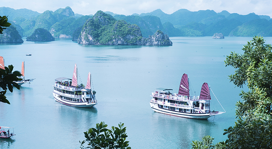Swan Scruise